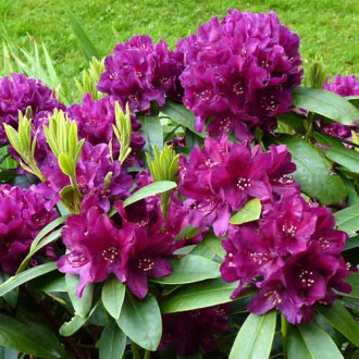 Rhododendron Kali imagine 8