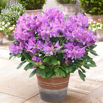 Rhododendron Libretto imagine 10