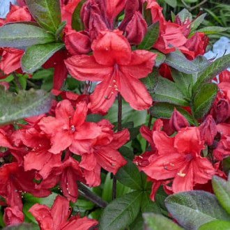 Rhododendron Nabucco, С2 imagine 3