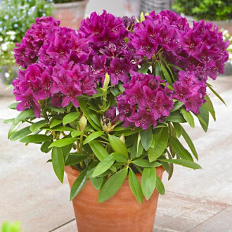 Rhododendron Polarnacht, P9 imagine 16
