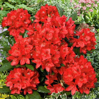 Rhododendron Red Jack, P9 imagine 11