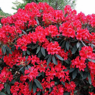 Rhododendron (Różanecznik) Dotella interface.image 1