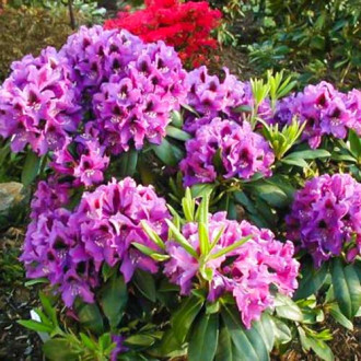 Rhododendron (Różanecznik) Rasputin interface.image 14