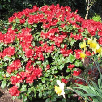 Rhododendron (Różanecznik) Scarlet Wonder interface.image 12