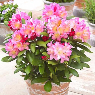 Rhododendron (Różanecznik) Tenderness interface.image 7