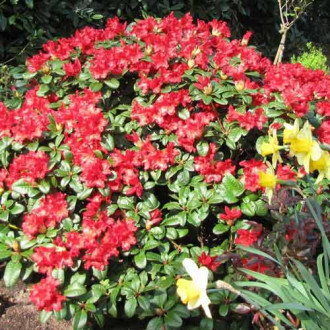 Rhododendron Scarlet Wonder imagine 12