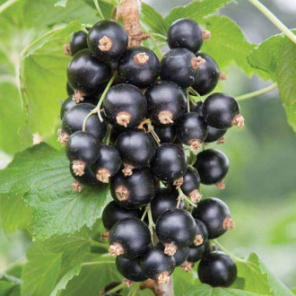 Coacăz negru Ben Nevis imagine 13