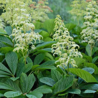 Rodgersia White imagine 1