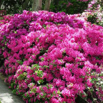 Rhododendron Anouk imagine 9