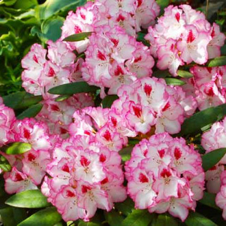 Рододендрон Danuta изображение 8