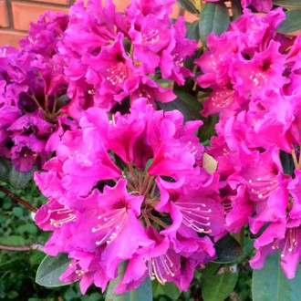 Rhododendron (Różanecznik) Ametist interface.image 3