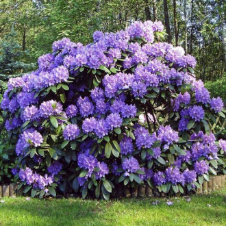 Rhododendron (Różanecznik) Blue Silver interface.image 13