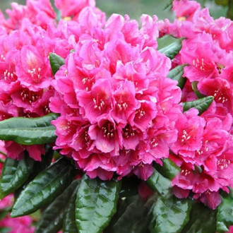 Rododendron (Różanecznik) Rodrigo interface.image 16