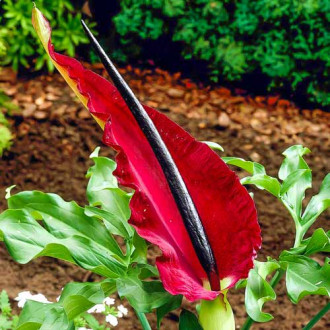 Dracunculus Vulgaris imagine 10