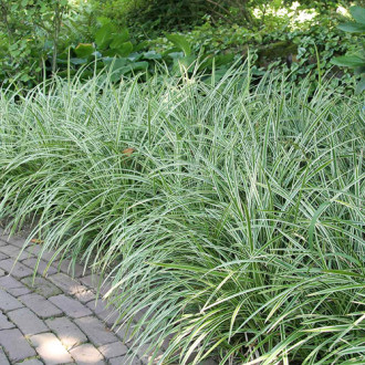 Rogoz (Carex) Ice Dance imagine 3