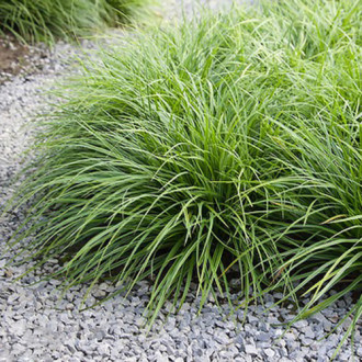 Rogoz (Carex) Irish Green imagine 4