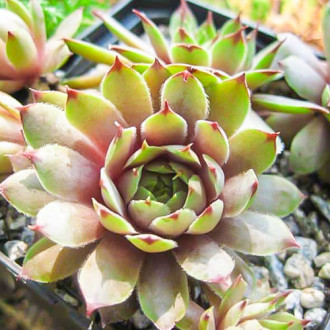Rojnik murowy (Sempervivum) Purpureum interface.image 7