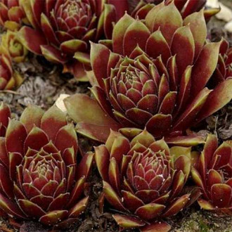 Rojnik (Sempervivum) Rubicundum interface.image 4