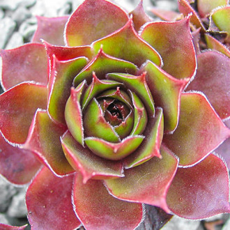 Rojnik (Sempervivum) Shadow interface.image 10
