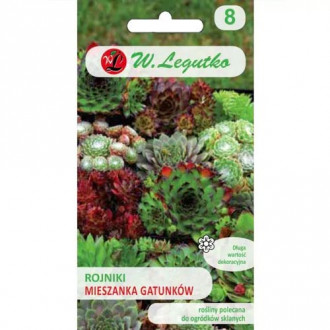 Rojniki (Sempervivum), Mix Legutko imagine 3
