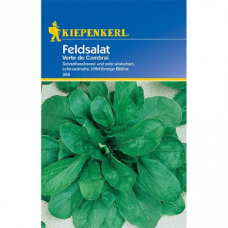 Salata roszponka warzywna Verte de Cambrai interface.image 3