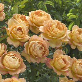 Róża angielska Lady of Shalott®, C5 interface.image 10
