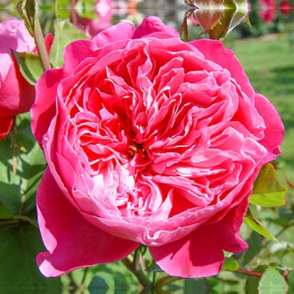 Роза чаен хибрид Accademia® изображение 4