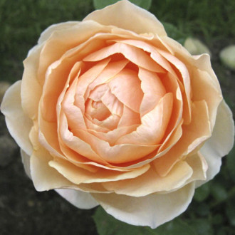 Роза чаен хибрид Anna Fendi®, C5 изображение 3