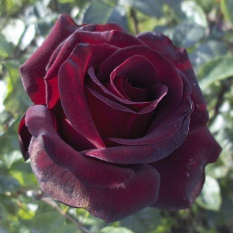 Роза чаен хибрид Black Madonna изображение 18