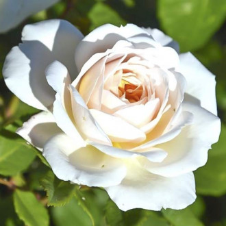 Роза чаен хибрид Brilliance изображение 13