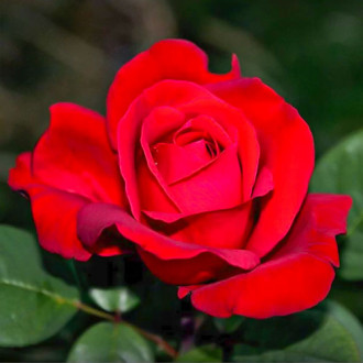 Роза чаен хибрид Fulgurante, root ball изображение 12