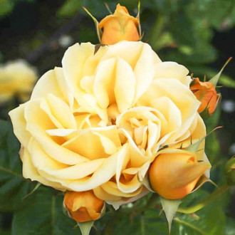 Роза чаен хибрид Gracious Queen изображение 18