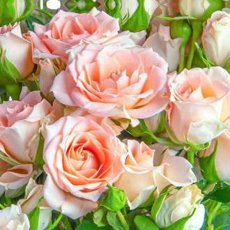 Роза чаен хибрид Grazia изображение 12