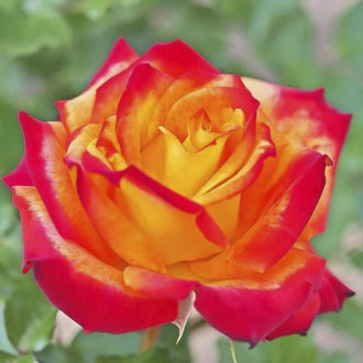 Роза чаен хибрид Meilambra изображение 3