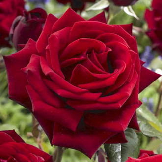 Роза чаен хибрид Mister Lincoln изображение 5