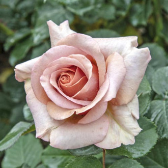 Роза чаен хибрид Mokarosa®, C5 изображение 1