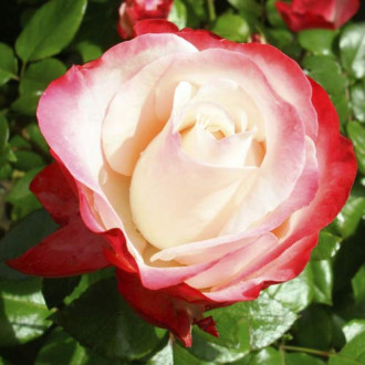 Роза чаен хибрид Nostalgia изображение 6