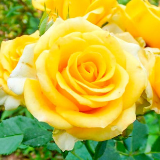 Роза чаен хибрид Old Gold изображение 17