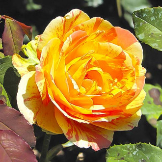 Роза чаен хибрид Rainbow Niagara изображение 3