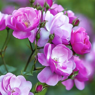 Роза флорибунда Angelica изображение 9