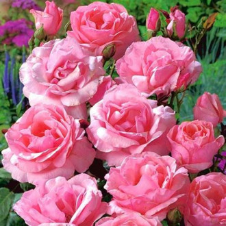 Роза флорибунда Pink, root ball изображение 5