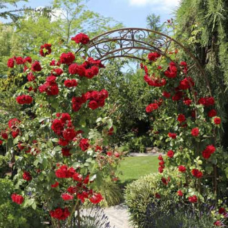 Роза катерлива Amadeus®, C5 изображение 15