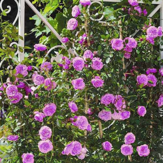 Роза катерлива Blue Violet изображение 18