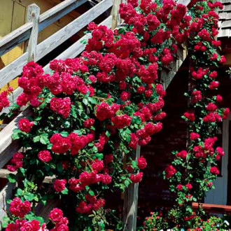 Роза катерлива Bordo изображение 11