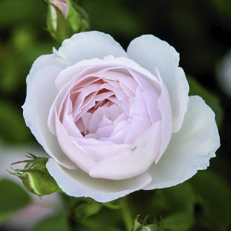 English Rose Desdemona®, C5 изображение 13
