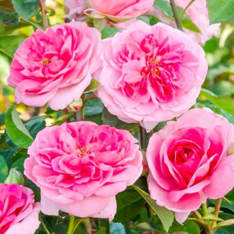Роза катерлива Gertrude Jekyll® изображение 15