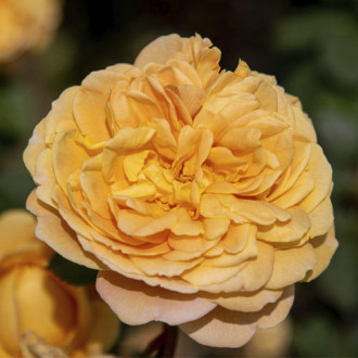 English Rose Golden Celebration®, C5 изображение 17
