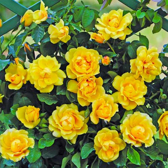 Роза катерлива Golden Gate® изображение 12