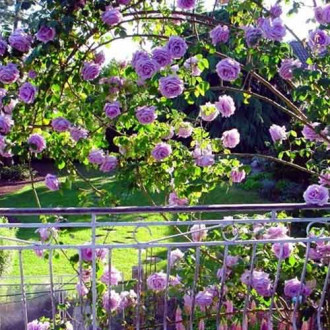 Роза катерлива Indigoletta, root ball изображение 2