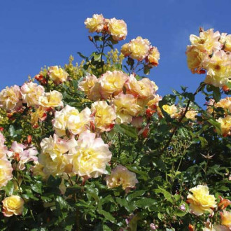 Роза катерлива Moonlight ®, С5 изображение 5